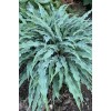 Хоста Сіллі Стрінг|Hosta ’Silly String’|Хоста Силли Стринг